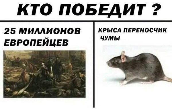 Уничтожение крыс в Архангельске, цены, стоимость, методы