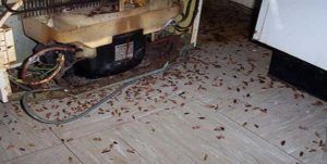 Поморить тараканов в квартире в Архангельске, цены