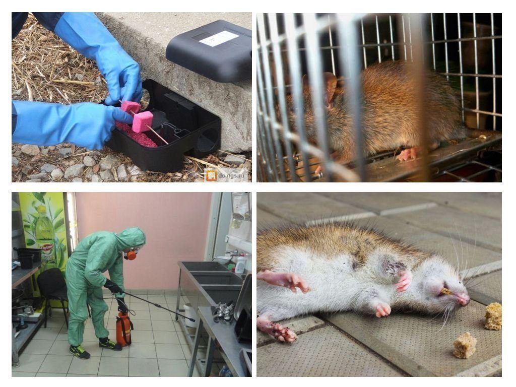 Фирма по уничтожению грызунов, крыс и мышей в Архангельске