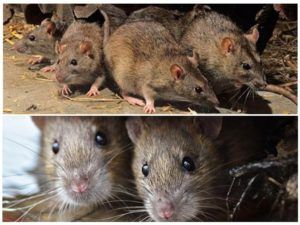 Травить грызунов крыс и мышей в Архангельске