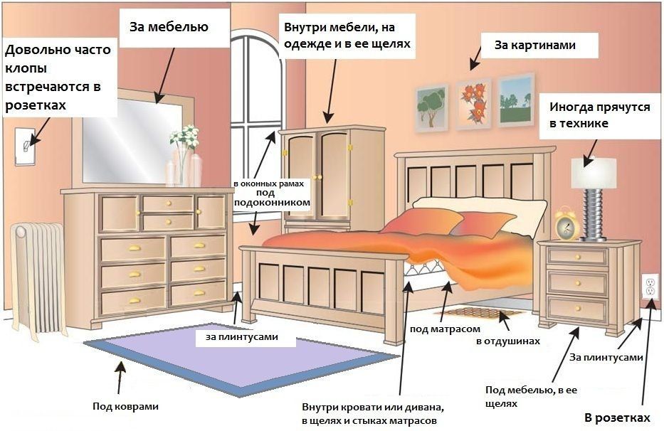 Обработка от клопов квартиры в Архангельске