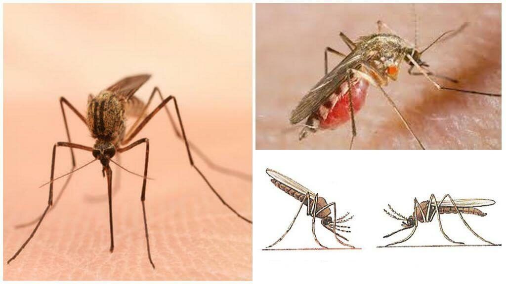 Уничтожение комаров в Архангельске