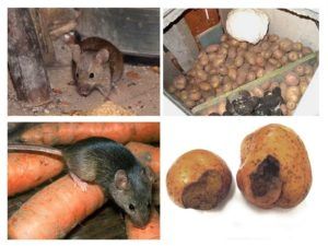 Служба по уничтожению грызунов, крыс и мышей в Архангельске