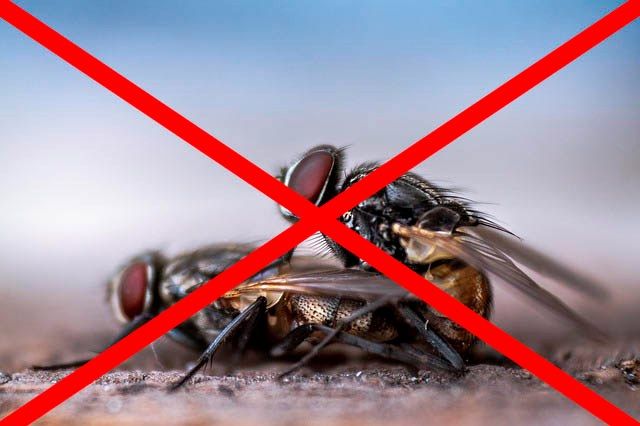 Профессиональное уничтожение мух в Архангельске с гарантией