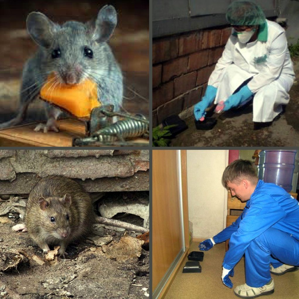 Дезинфекция от грызунов, крыс и мышей в Архангельске