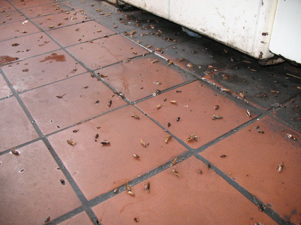 Уничтожение тараканов в квартире в Архангельске 