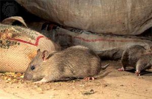 Дератизация от грызунов от крыс и мышей в Архангельске