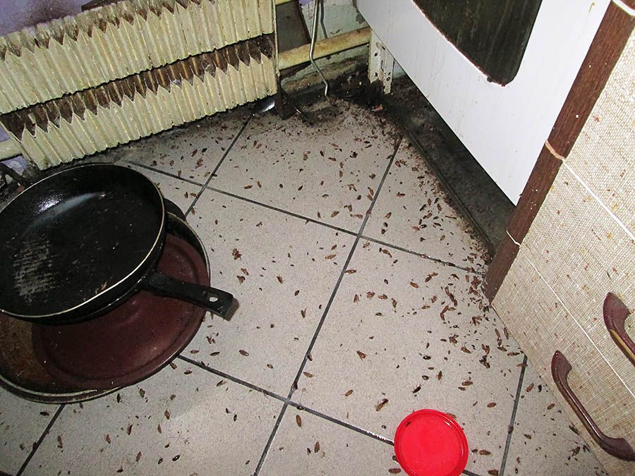 Санэпидемстанция от тараканов в Архангельске, вызвать, цены